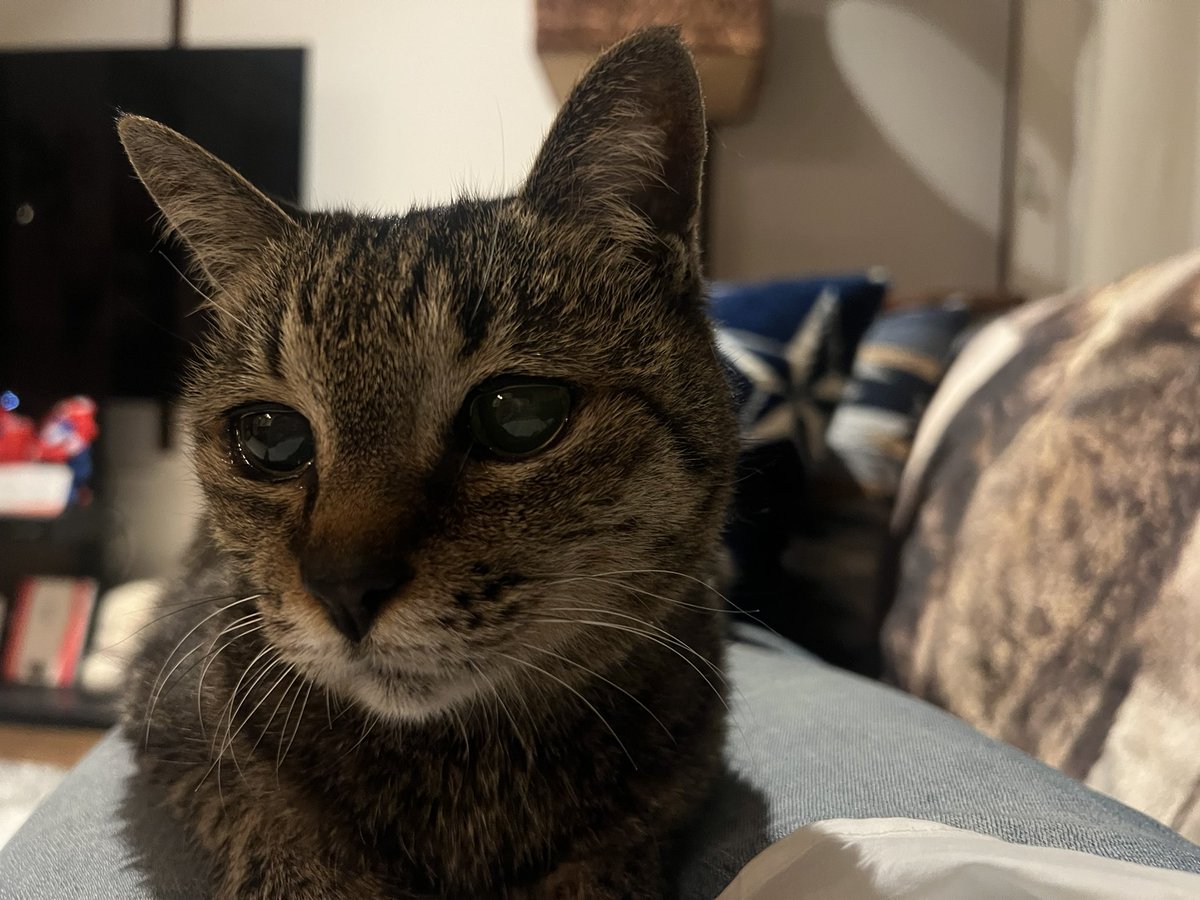 Momoko Iijima tweet media