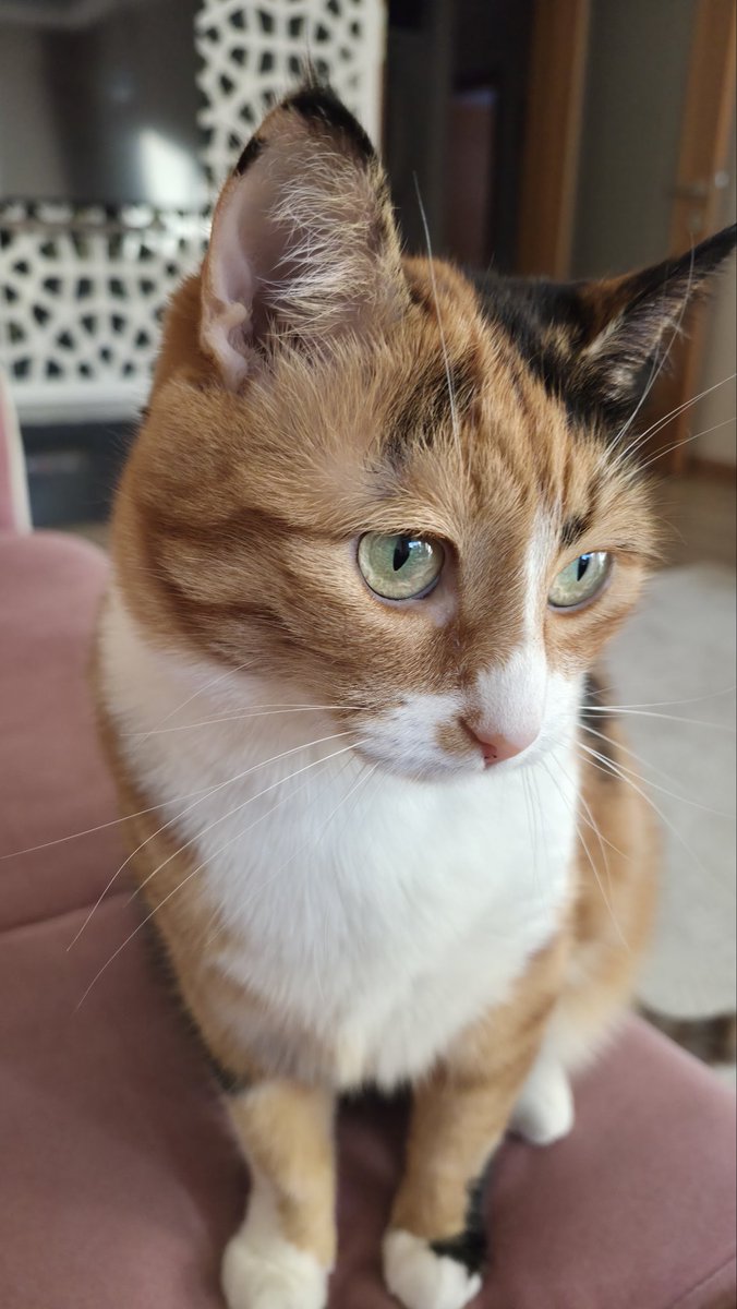 eneYasemen's tweet image. Allah'ım çok güzel...🥹 🫠 🩷 💜 🐈 🧿 

Ya Musavvir, Ya Muhyî... 
Gördüğünüzde içinizden maşallah demeden geçmeyin emi.

#Lâtte