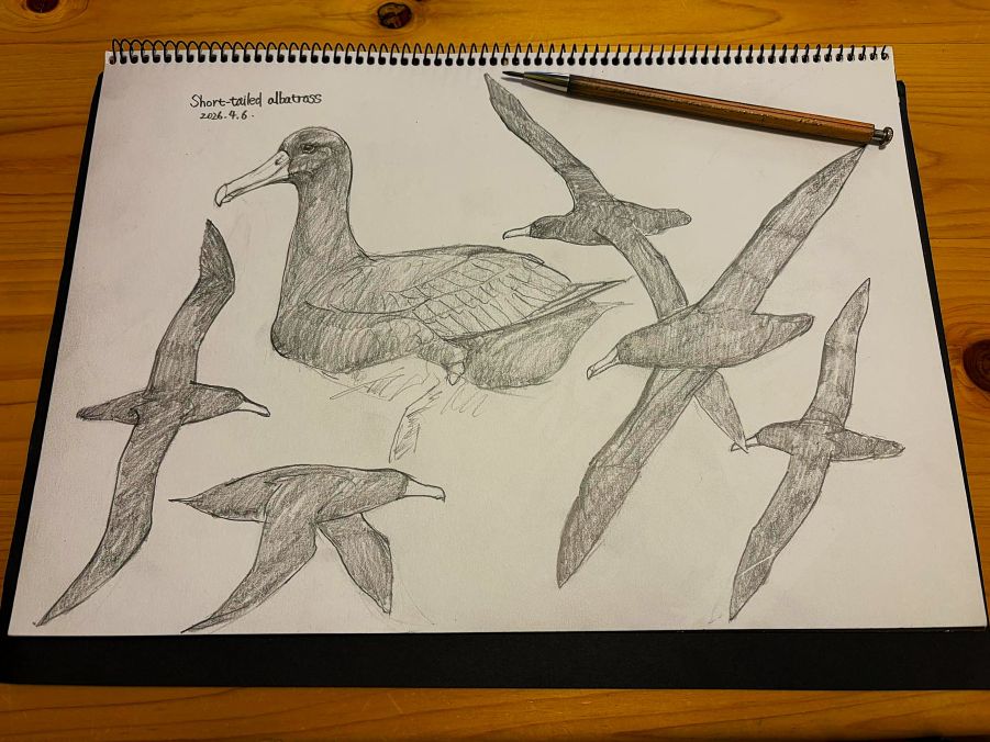 アシナガウミツバメ tweet media