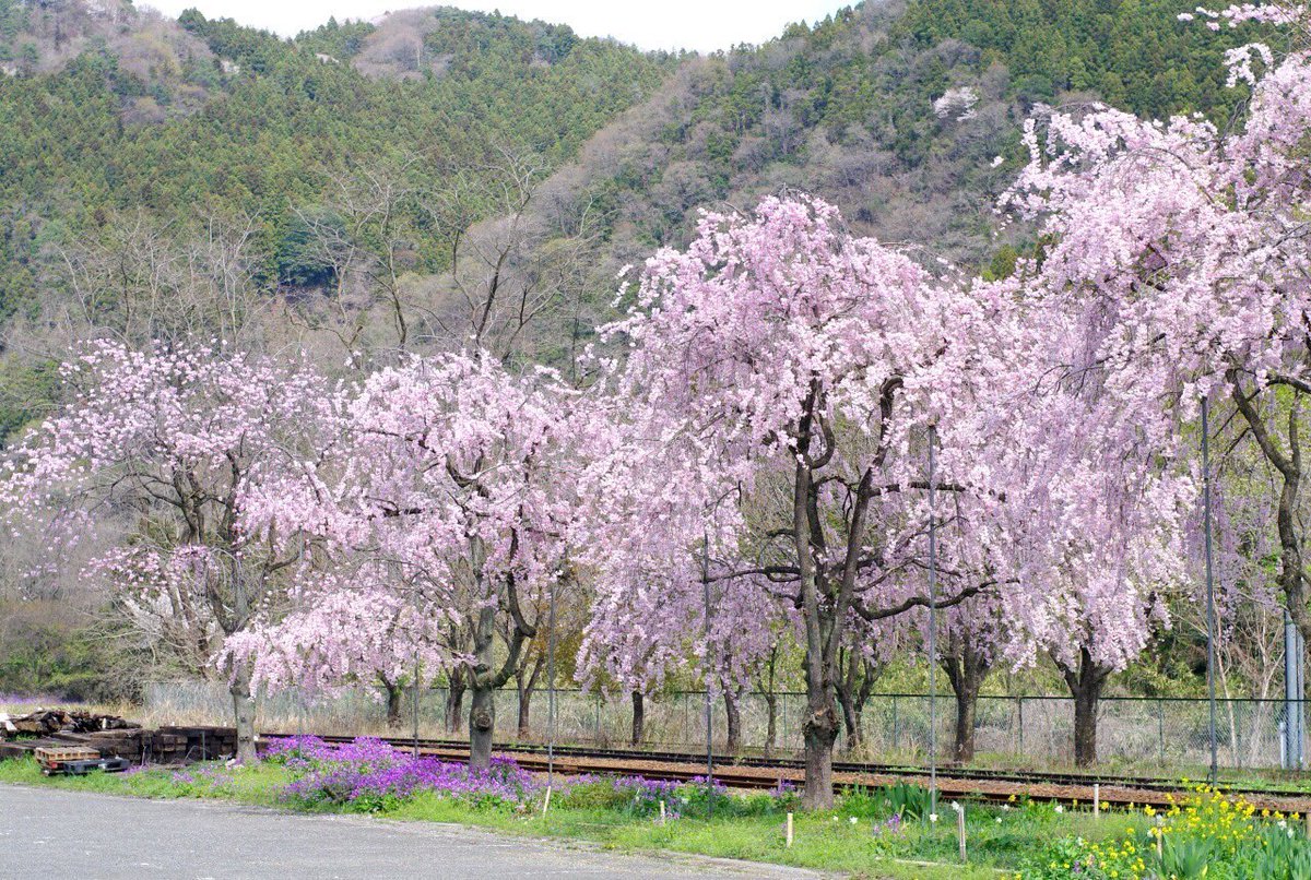 わたらせ渓谷鐵道【公式】 tweet media