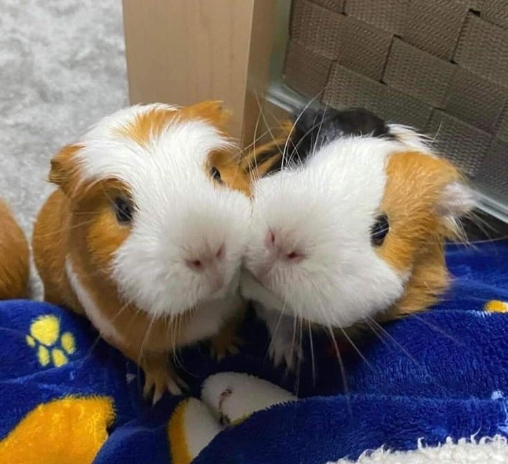 𝙏𝙤𝙖𝙨𝙩 tweet media