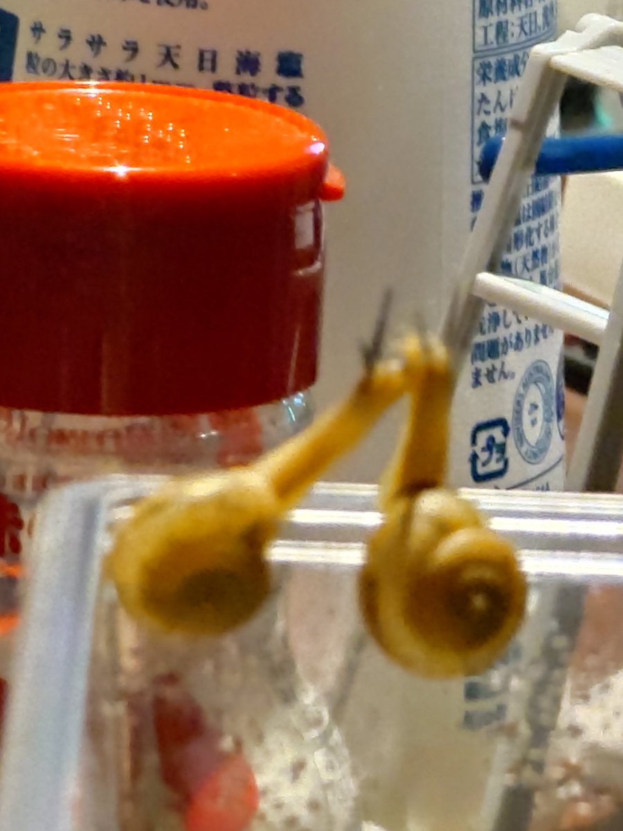 カワイ🐌🍬 (@kawae_maimai) on Twitter photo 