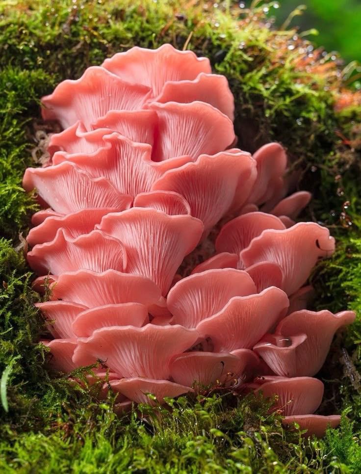 Haifa 🦢🪷 tweet media