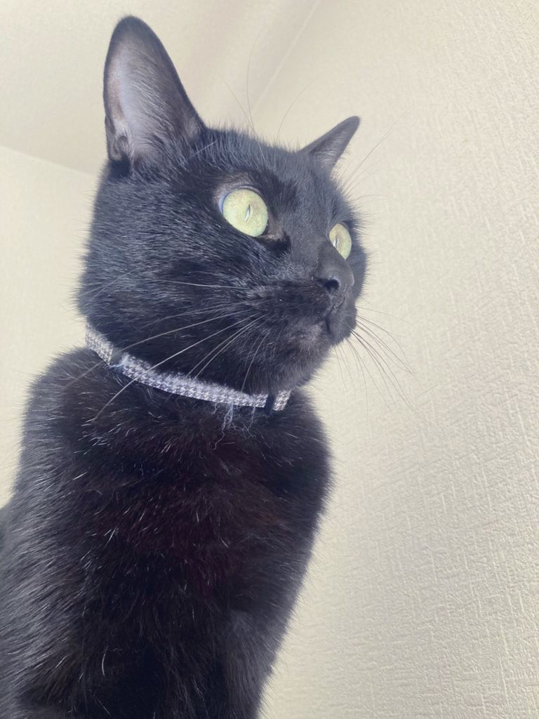 _nk666's tweet photo. 日付は変わりましたが4/6は
my sweet black CAT グリムの
6歳のお誕生日でした🐾🐈‍⬛🖤𖥔 ࣪⸝⸝
毎日いつでもどんなときも愛してる。
ずっとそばにいるから、
できるだけ長くﾏﾏのそばに居てね。
お誕生日おめでとう/•᷅•᷄\୭
心の底から愛してるよ。 https://t.co/bMGCs6xt1Q
