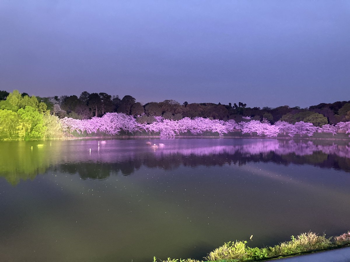 げしぺぱ tweet media