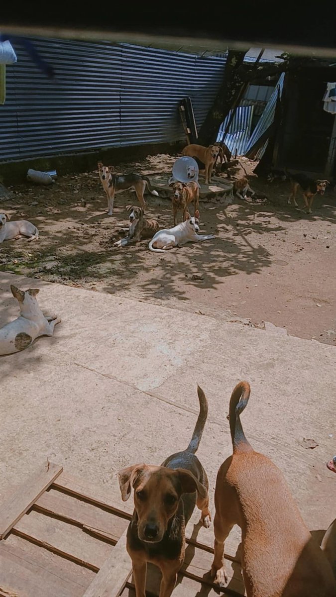 ApadrinaColitas🐕🐶 tweet media