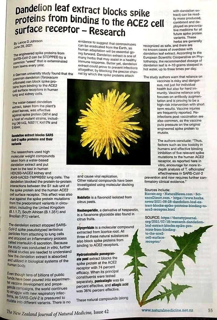 <a href="/iluminatibot/">illuminatibot</a> They had to get rid of the Dandelion because when used medicinally, it becomes a soldier for the heart. The same corporations that make the exterminating fertilizer are the same corporations that make the heart pharmaceutical medicines (and usually the pharmaceuticals are filled