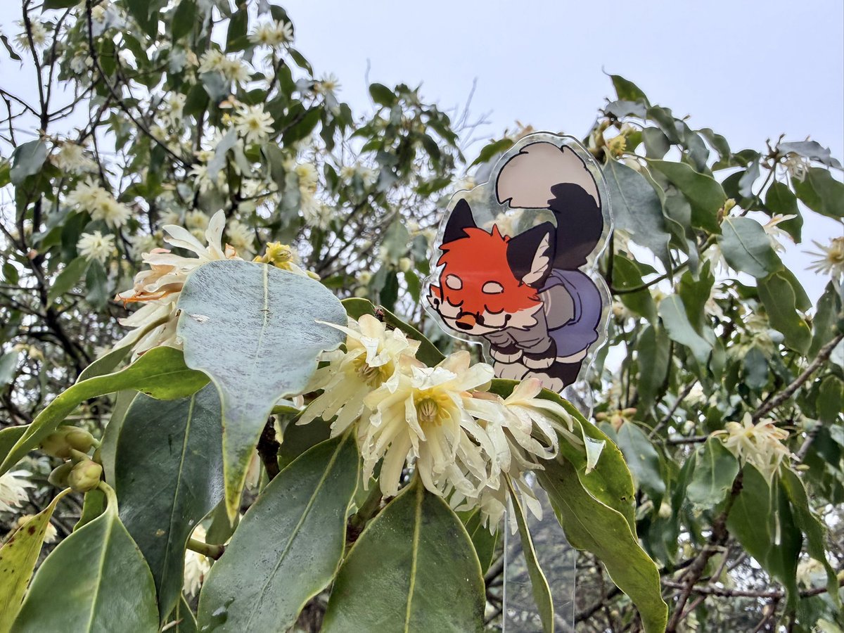 大坏狐狸 tweet media