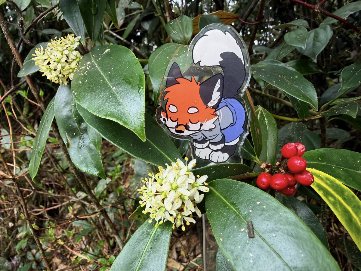 大坏狐狸 tweet media