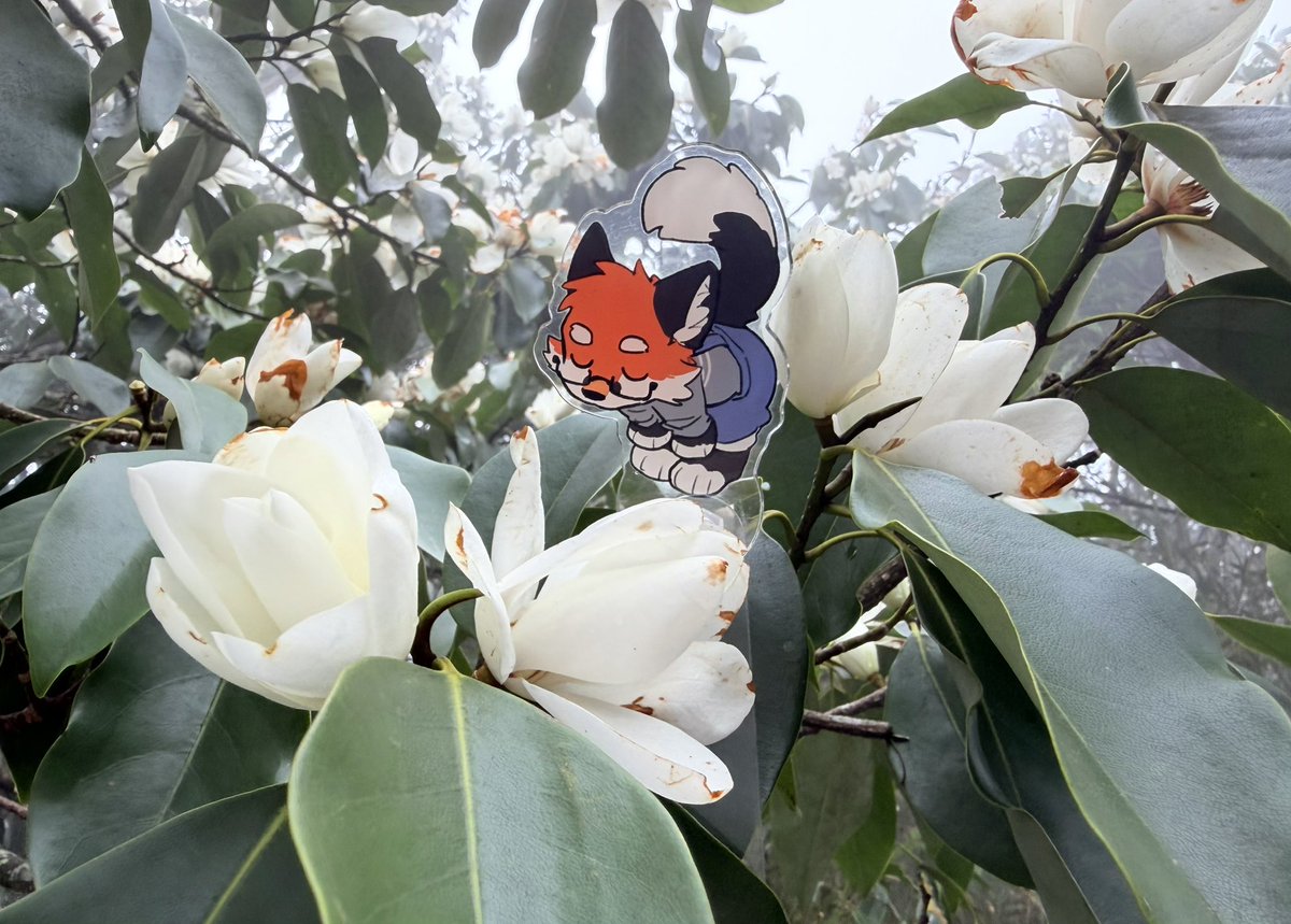 大坏狐狸 tweet media