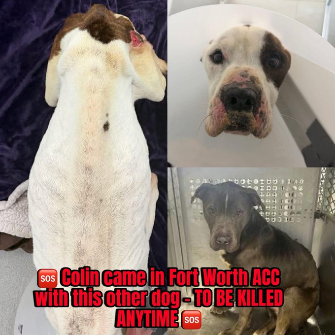 Save America🐺💔 🇺🇸 💪🦅⌛️🙏 Save America tweet media