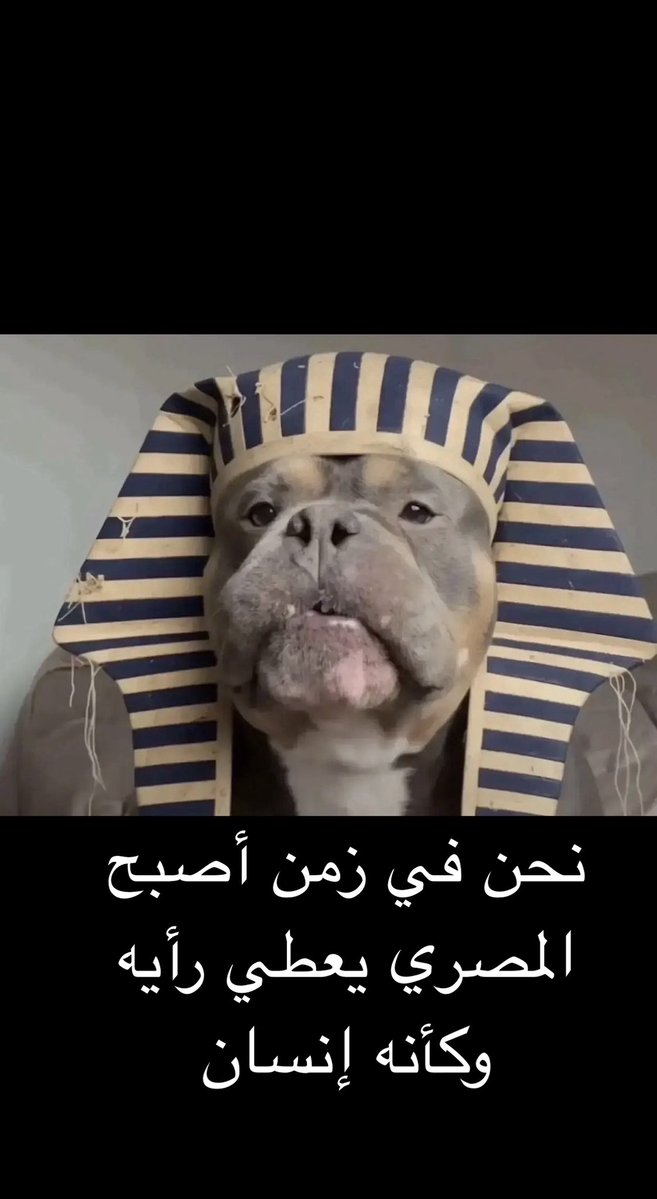 سعيد 🎉 tweet media