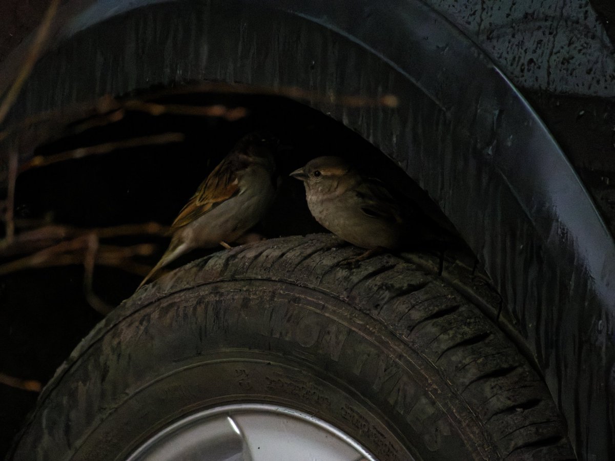 Крипазоид | открытки календари фото с птицами tweet media