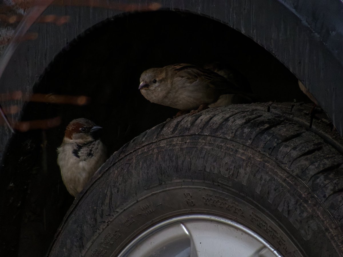 Крипазоид | открытки календари фото с птицами tweet media