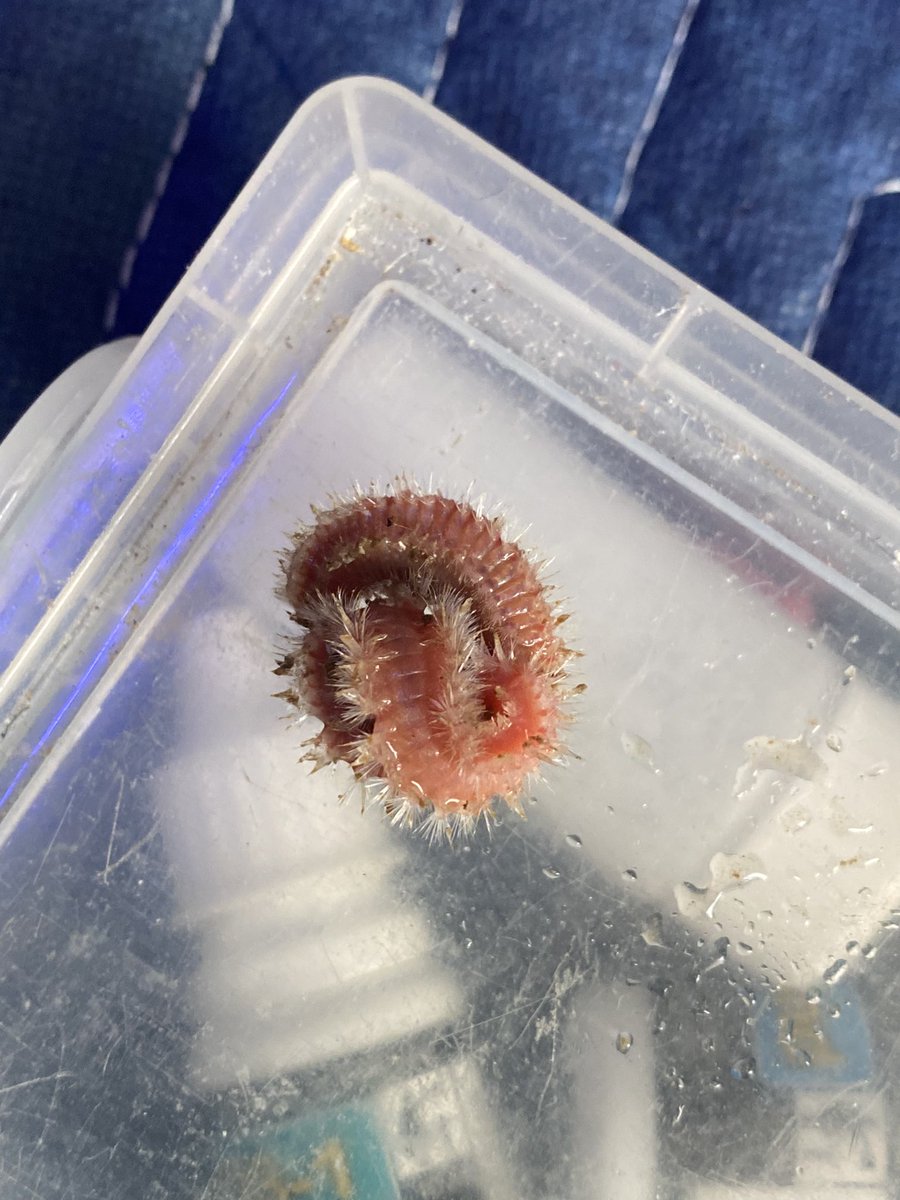 tautonymph tweet media