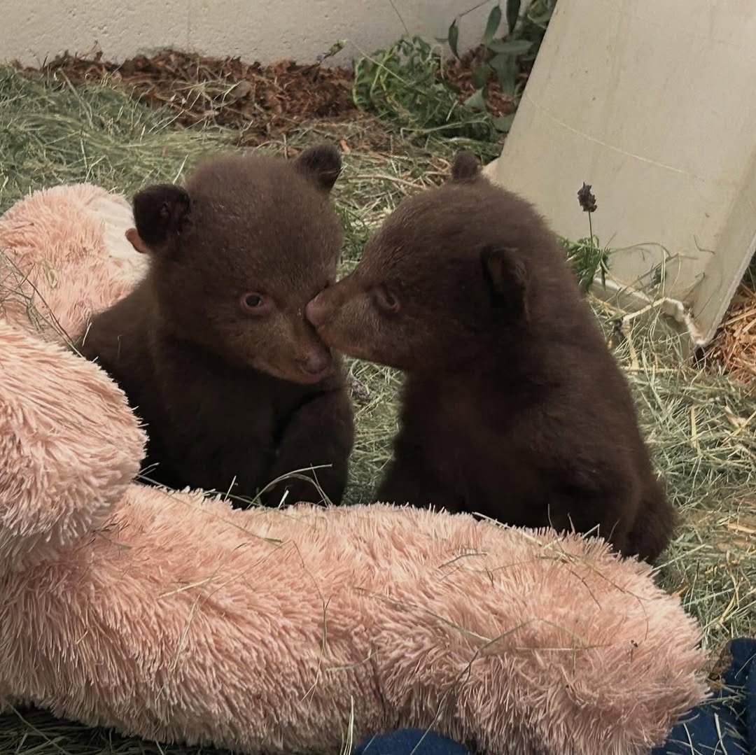 2 Lonely bears Community on X - 26 Members