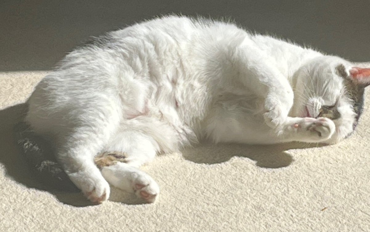 Winnierescuecat's tweet photo. Who loves a sun puddle? I do, I do! Do you love them as much as me? #cat #MondayMotivatiom #SunPuddle #EasterMonday ๐บ๐บ๐บโ๏ธโ๏ธโ๏ธ๐ค๐ค๐ค๐ป๐ป๐ป https://t.co/L3ibmIQnPa