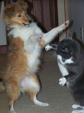 SiliGremlin tweet media