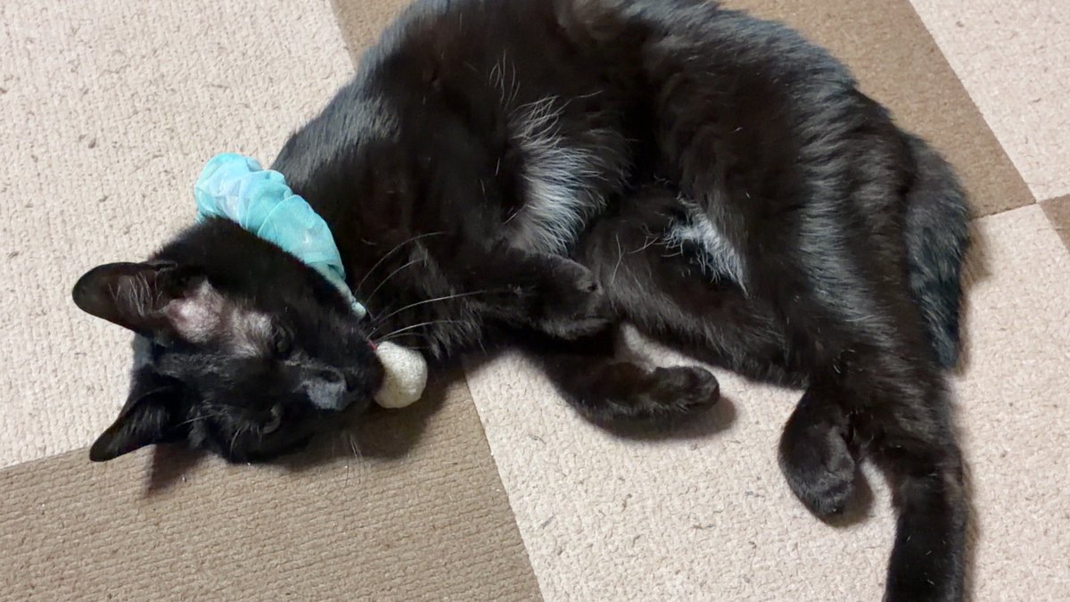 はまとし tweet media