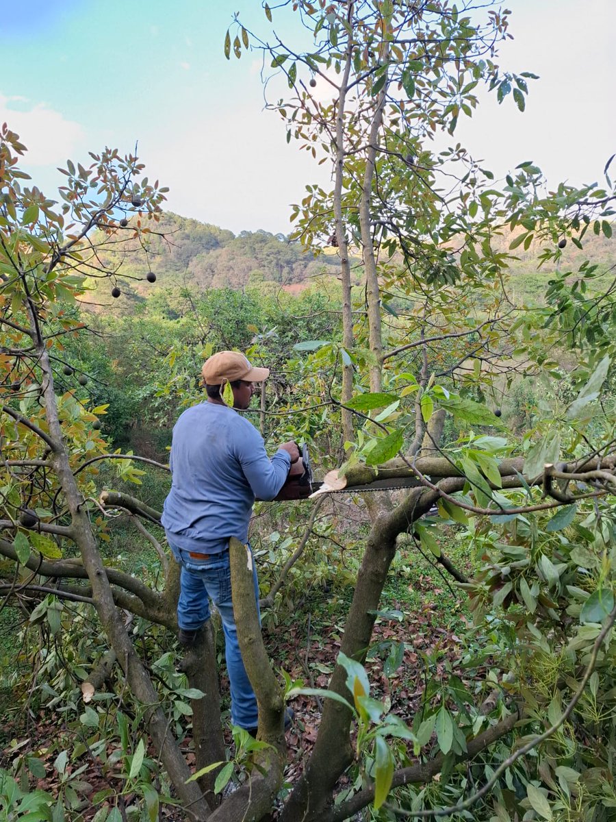 SAGADEGRO1's tweet photo. La Secretaría de Agricultura, Ganadería, Pesca y Desarrollo Rural (SAGADEGRO), a través del Programa de Acompañamiento Técnico y Perspectiva de Género 2025, en su componente de frutales, realizó una demostración en campo sobre podas de achaparramiento y rejuvenecimiento en aguacate hass en Jaleaca de Catalan, fortaleciendo el manejo técnico del cultivo.

Estas acciones permiten mejorar la sanidad vegetal, incrementa la calidad y productividad del fruto, así como facilitar el manejo y la cosecha, promoviendo prácticas sostenibles que contribuyen a recuperar el vigor de las huertas y fortalecer el desarrollo del sector aguacatero en Guerrero.