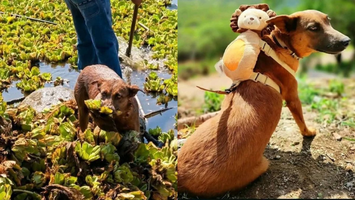 Azteca Noticias tweet media