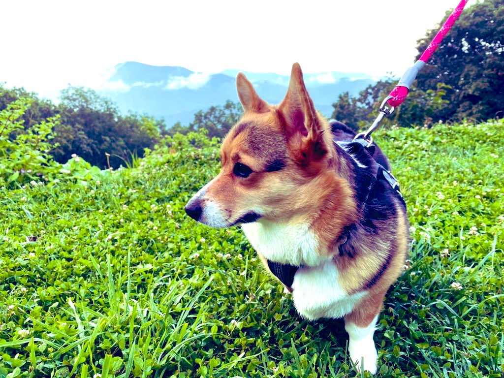 The🐰FOO tweet media