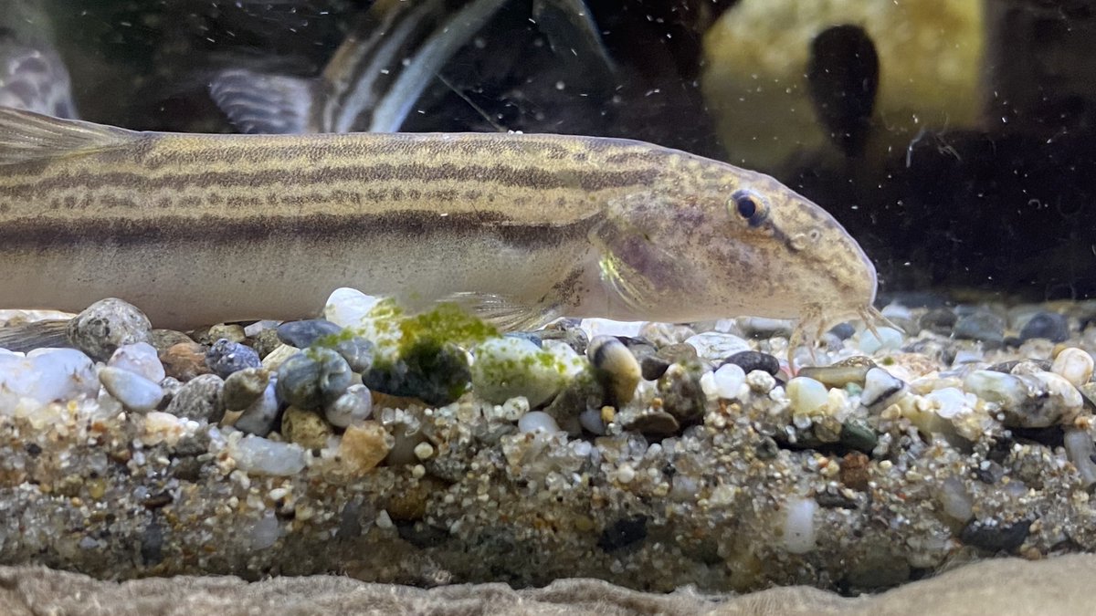 けんや tweet media