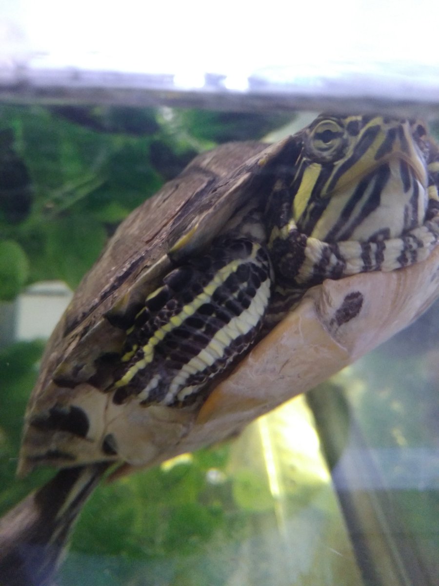 AngelaDeRiso-Artist tweet media