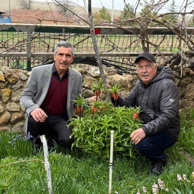 Eskişehir'de ilkbaharın müjdecisi ters laleler açtı.

• Koparmanın cezası: 699 bin 225 TL