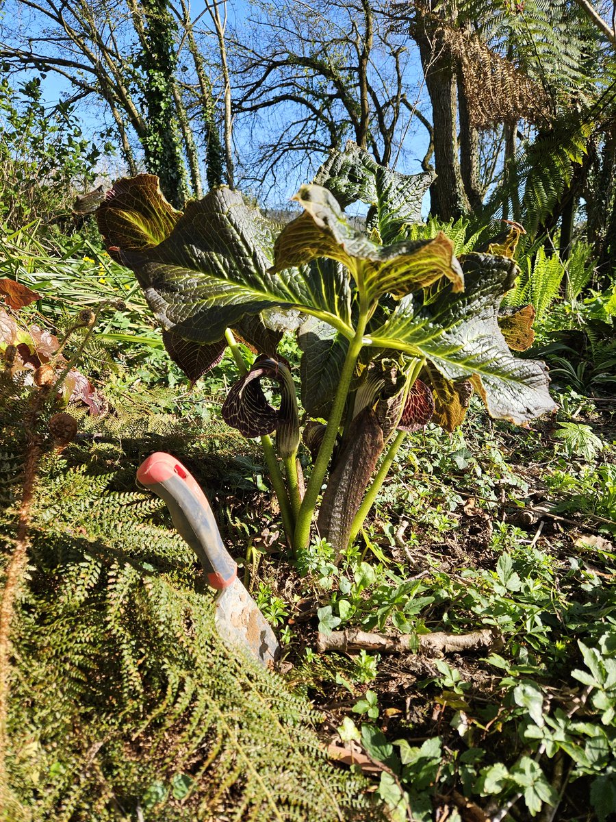 Littleashgarden's tweet photo. The magnificent Arisaema griffithii var pradhanii ...
#aroid
#plantsforshade https://t.co/OWh0Kmuqnj