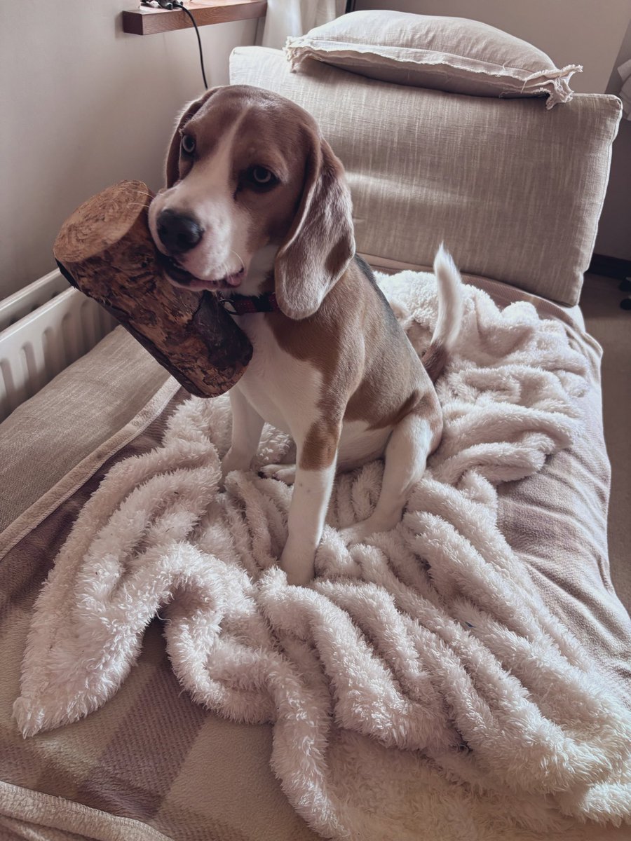 Hugo the Blue Beagle tweet media