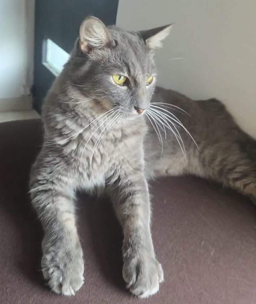 #PERDIDO #GUAYAQUIL
Nombre: #LEO
Fecha: 02/04/26
Sector: Norte, Alborada 10ma. etapa, Mz. 106
Sexo: Macho
Raza: Nebelung Cruzado
Obsv.: Ojos amarillos, color plomo, panza ligeramente más clarita, cola peluda, esterilizado
Contacto: 0987101210
SE OFRECE RECOMPENSA
#AlertaMePerdí