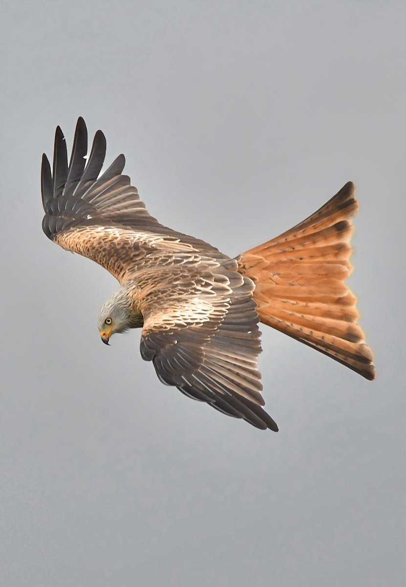 RoyBalne's tweet photo. Red kite over St Albans https://t.co/aXfQbGC6HC