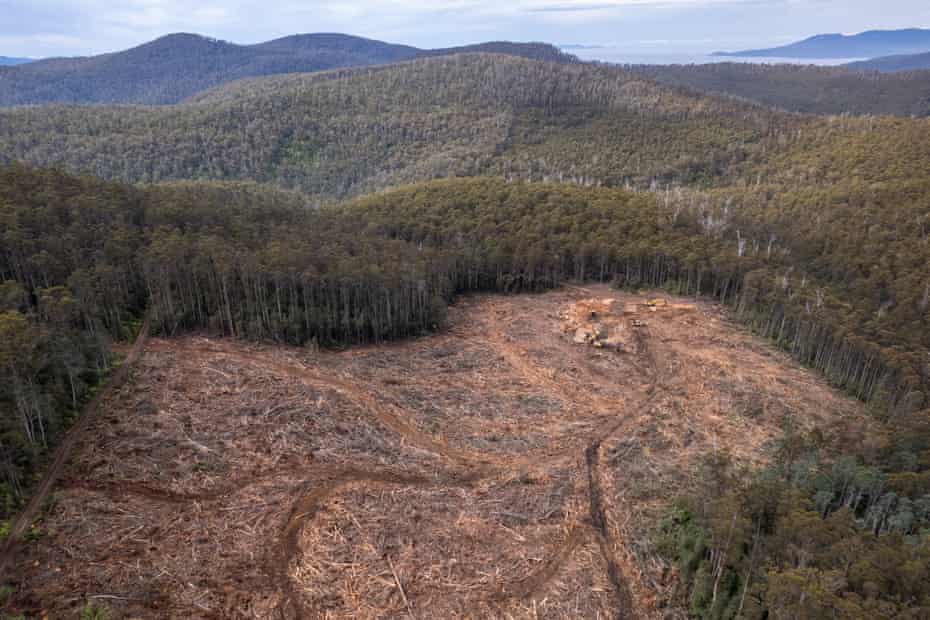 greennomad61's tweet image. #Tasmania
 🦜
Silence from a section of forest that no longer exists...the #SwiftParrot, a critically endangered migratory species will go extinct if deforestation continues.
#EarthDay2026 

 theguardian.com/environment/20… 
.@GuardianAus