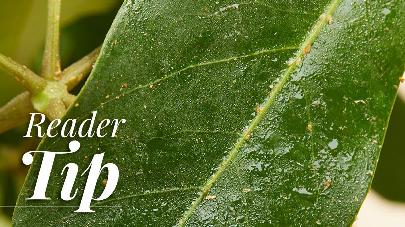 BloomingSecrets tweet media