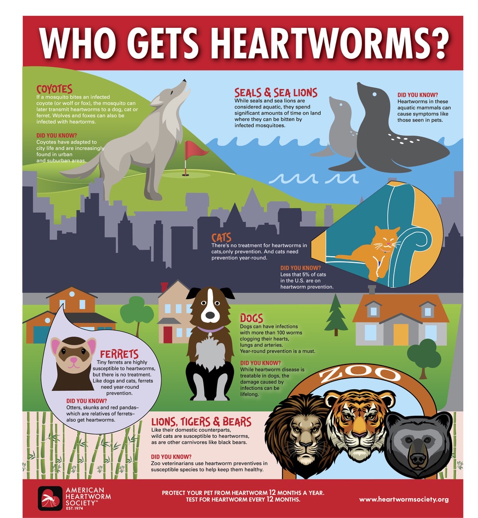 Heartworm Society tweet media