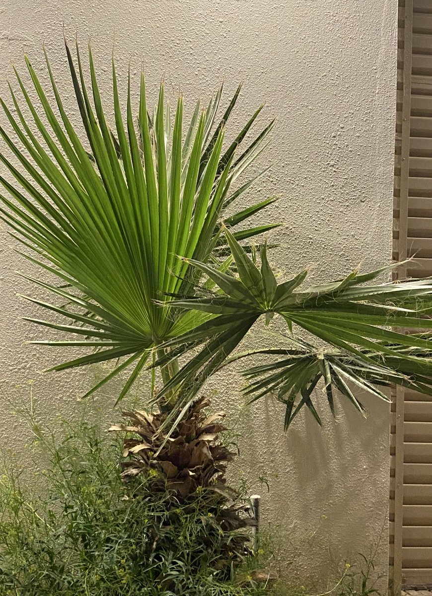 عبدالرحمن tweet media