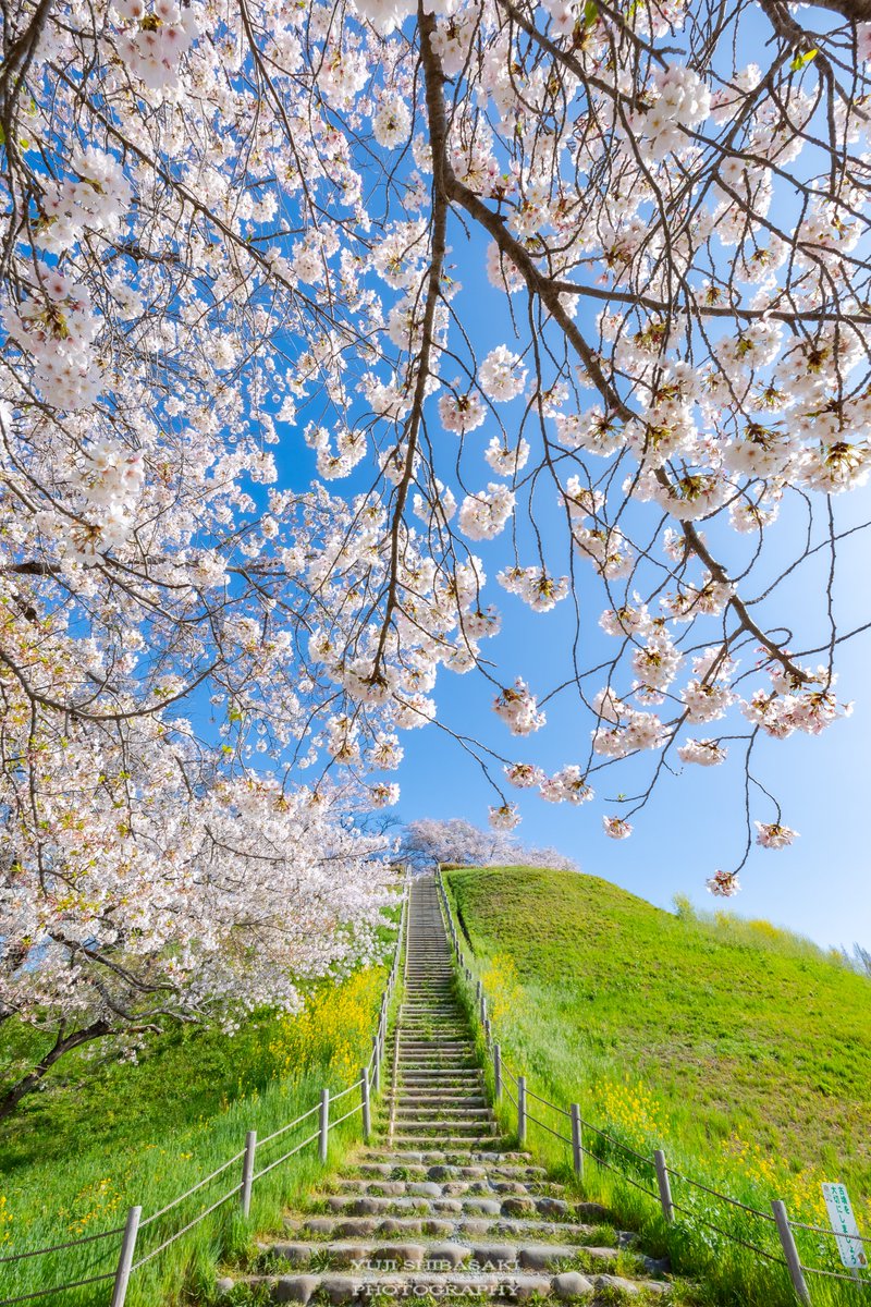 Yuji_48's tweet photo. 行田市のさきたま古墳にある桜。雨風でいくらか散ったけど、それでも耐えてくれていました。 https://t.co/wcap8G38qI