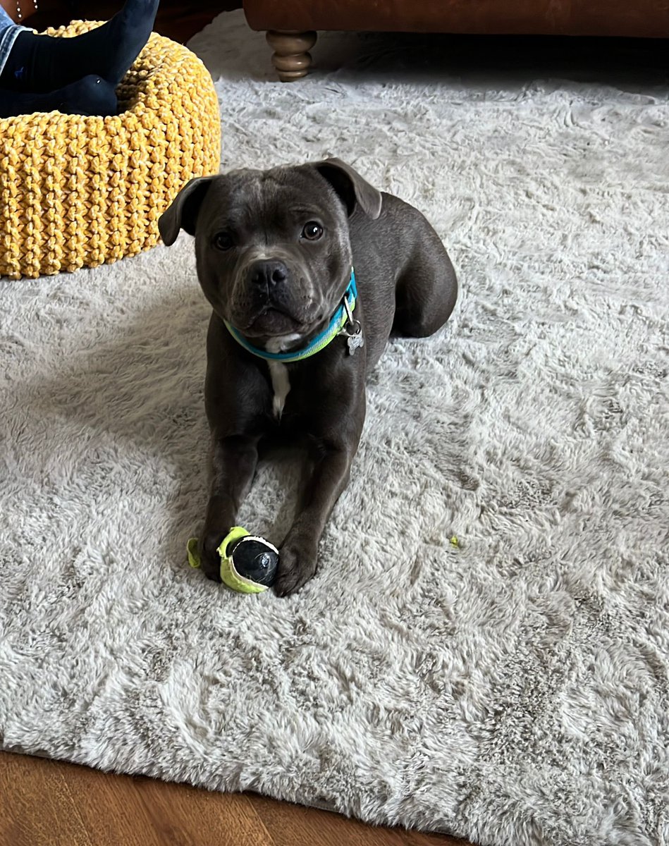 Bella, 🌈 Rio 🌈 Rose tweet media