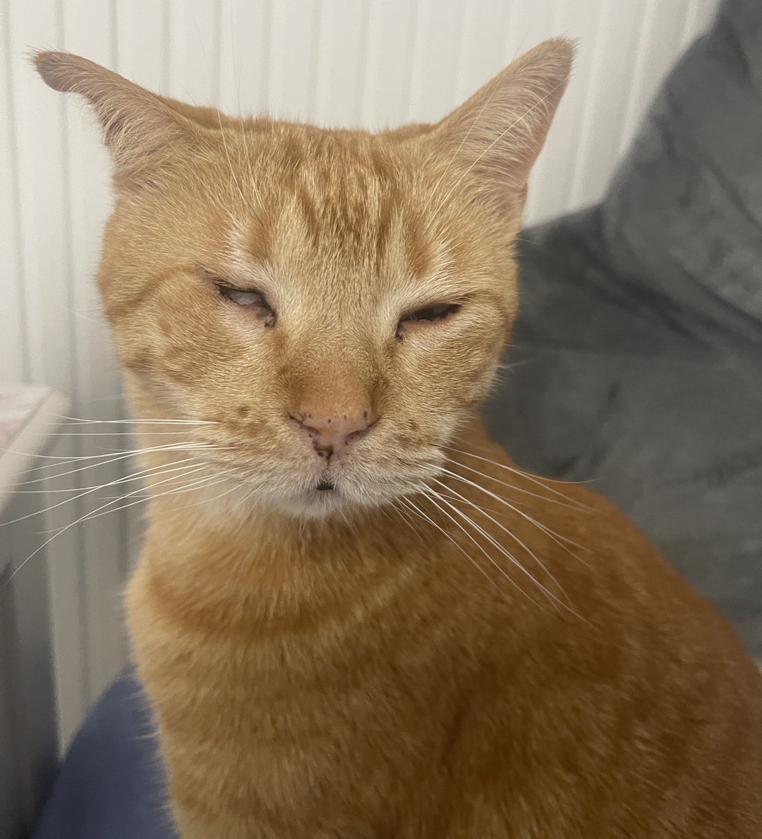 Lola Cabrillana tweet media