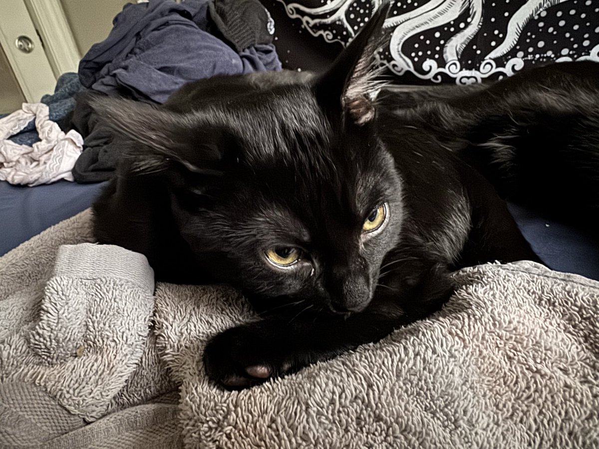 ⋆˙⟡ Goddess Rae ⋆˙⟡ 🏳️‍⚧️ ʚ♡ɞ tweet media