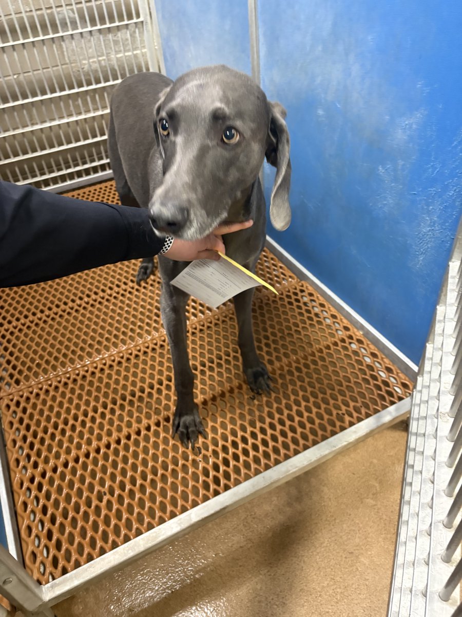 IGH-Police tweet media