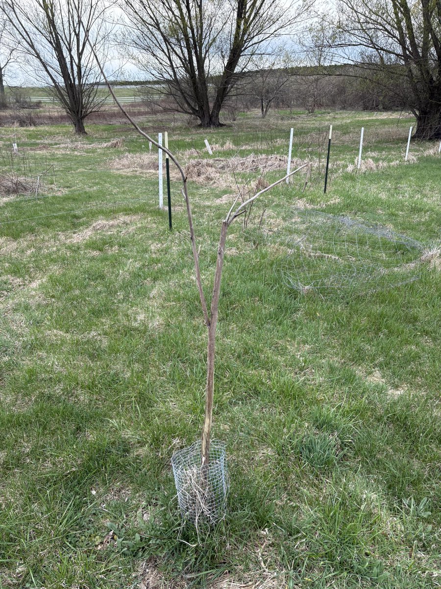 Adam, Anthropocene Megafauna tweet media