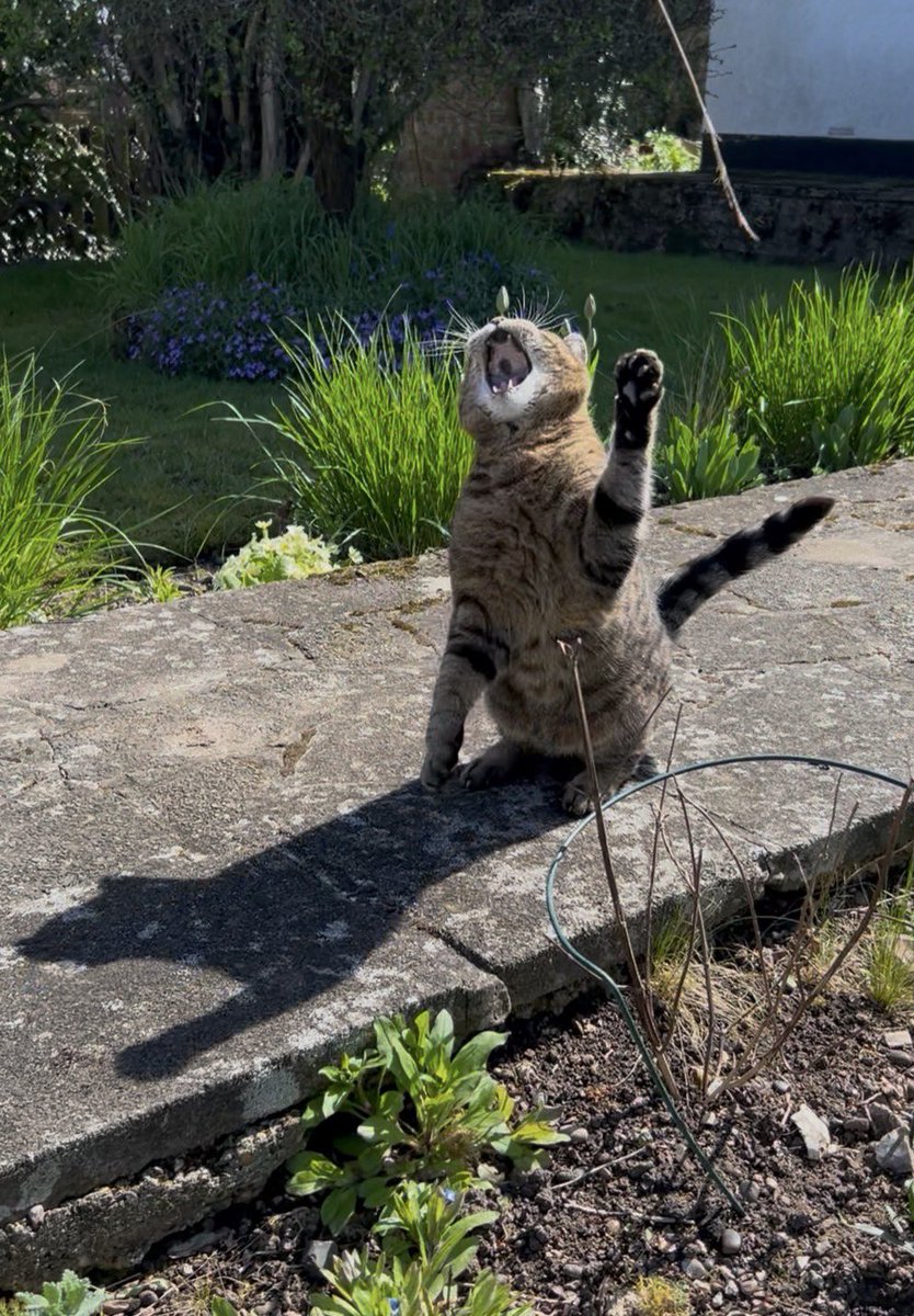 🇺🇦 Jackie (& Hari 😺) Stephen tweet media