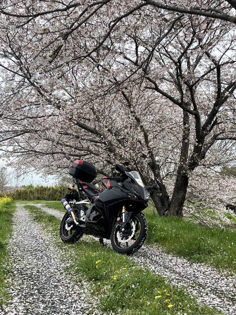 彪🐆🏍🏍³₃ tweet media