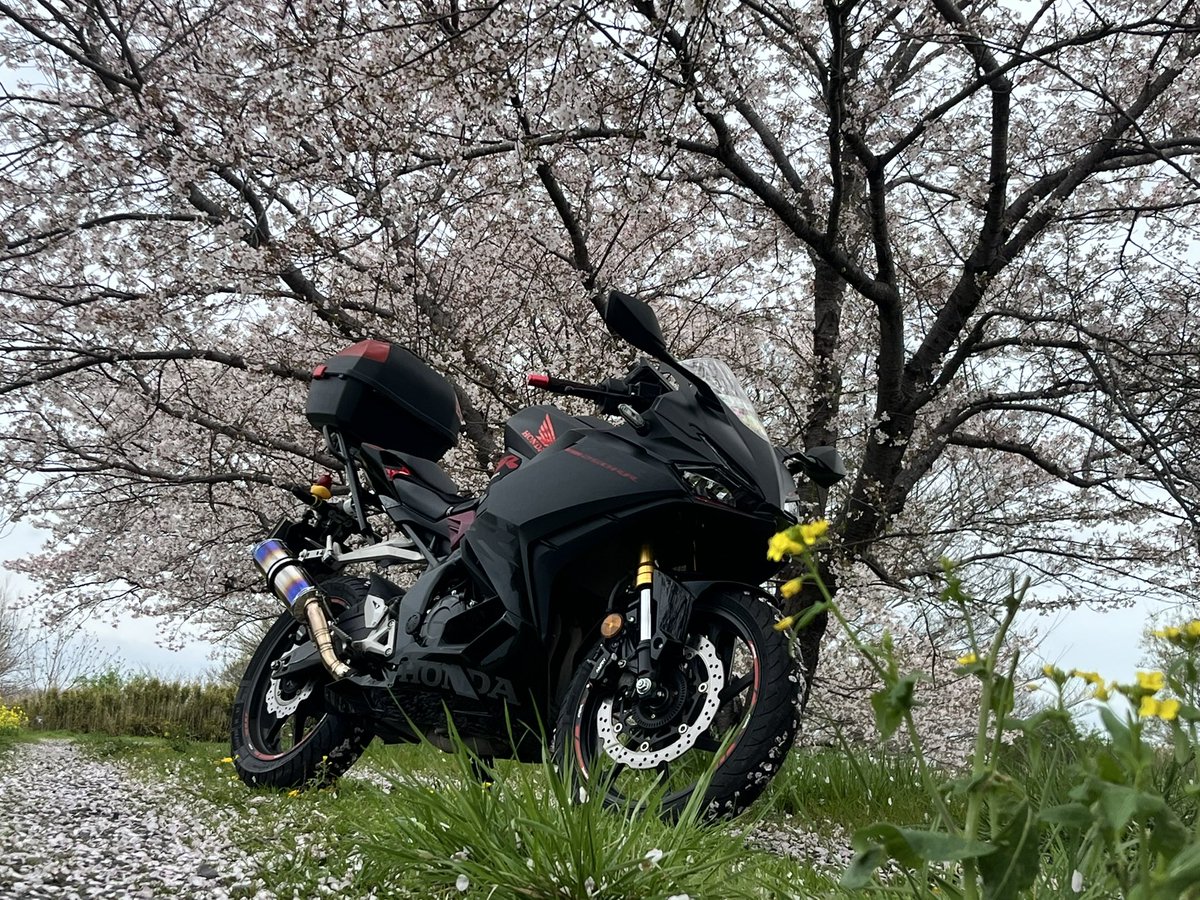 彪🐆🏍🏍³₃ tweet media