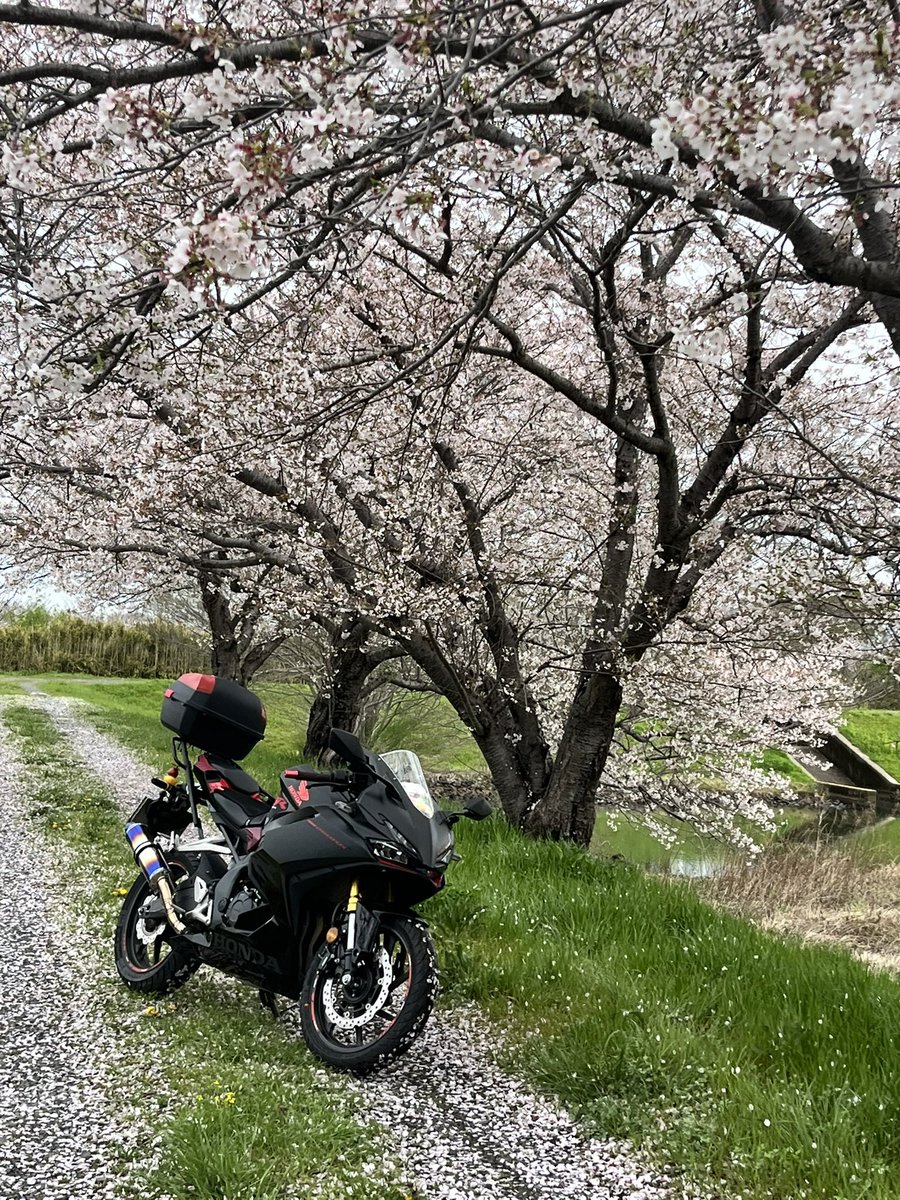 彪🐆🏍🏍³₃ tweet media