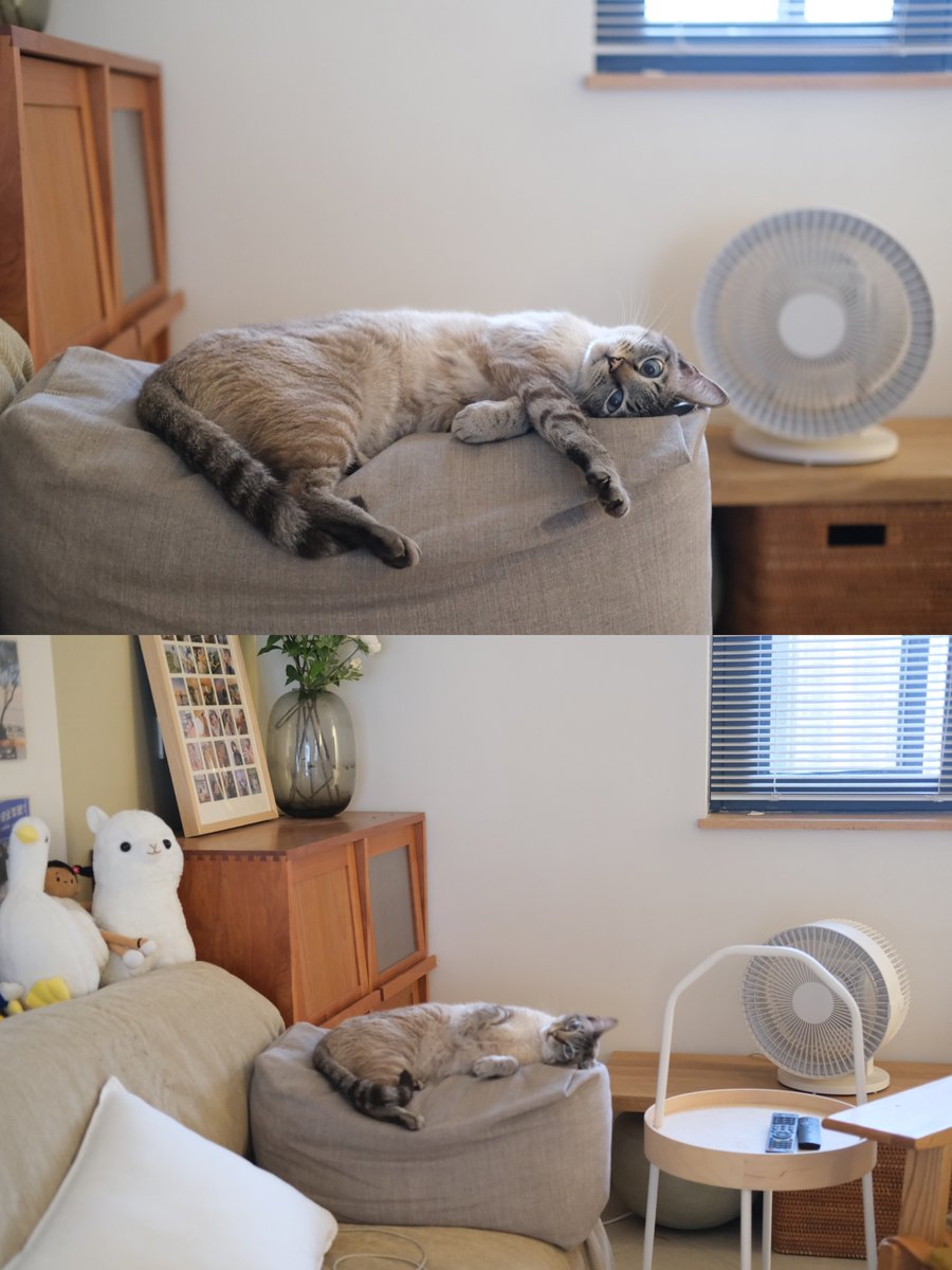 Gorinenko's tweet photo. Folding laundry mid-movie—one sock MIA, but the cat’s napping on the warm pile.  #LaundryMoments #PawInterruptions https://t.co/AT8uUdSFdi