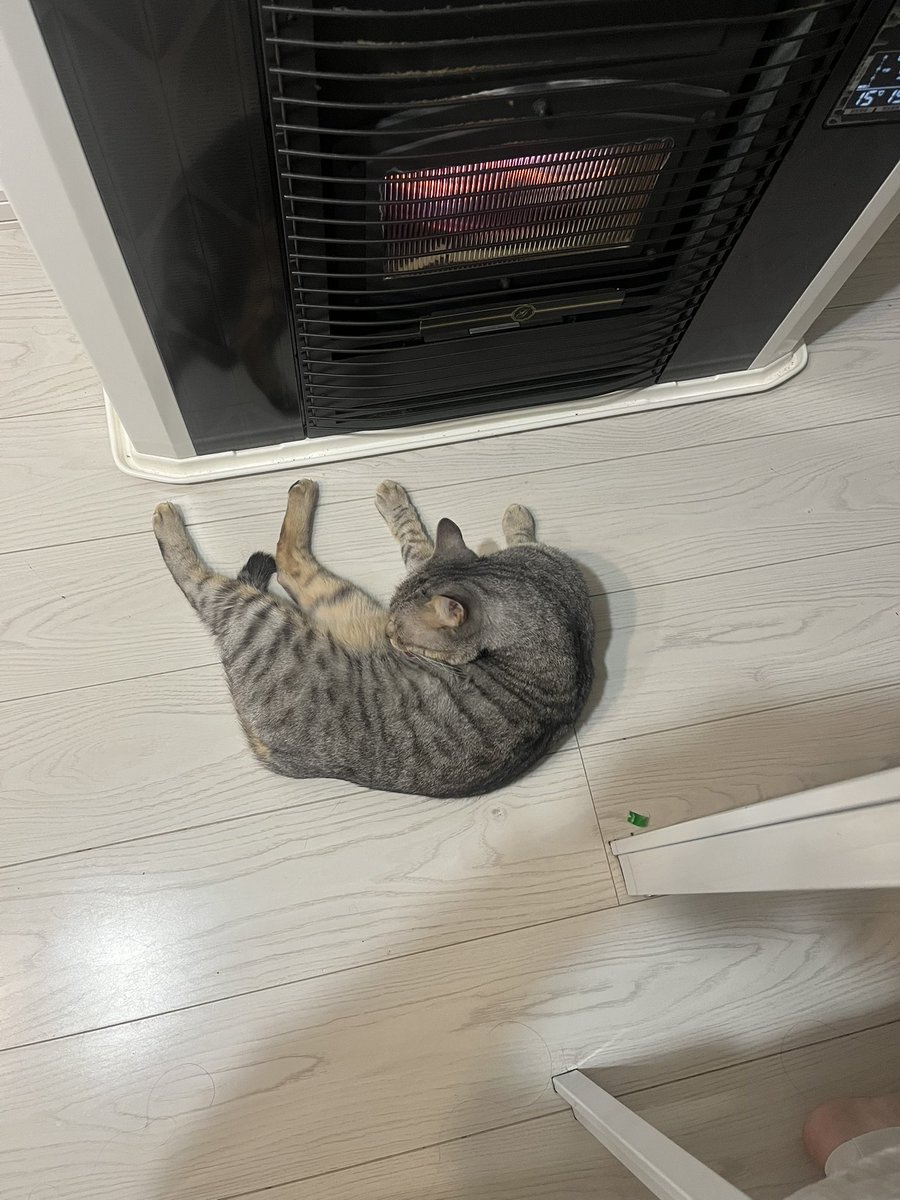 新婚！ねこ画像bot (@slimic_state) on Twitter photo 