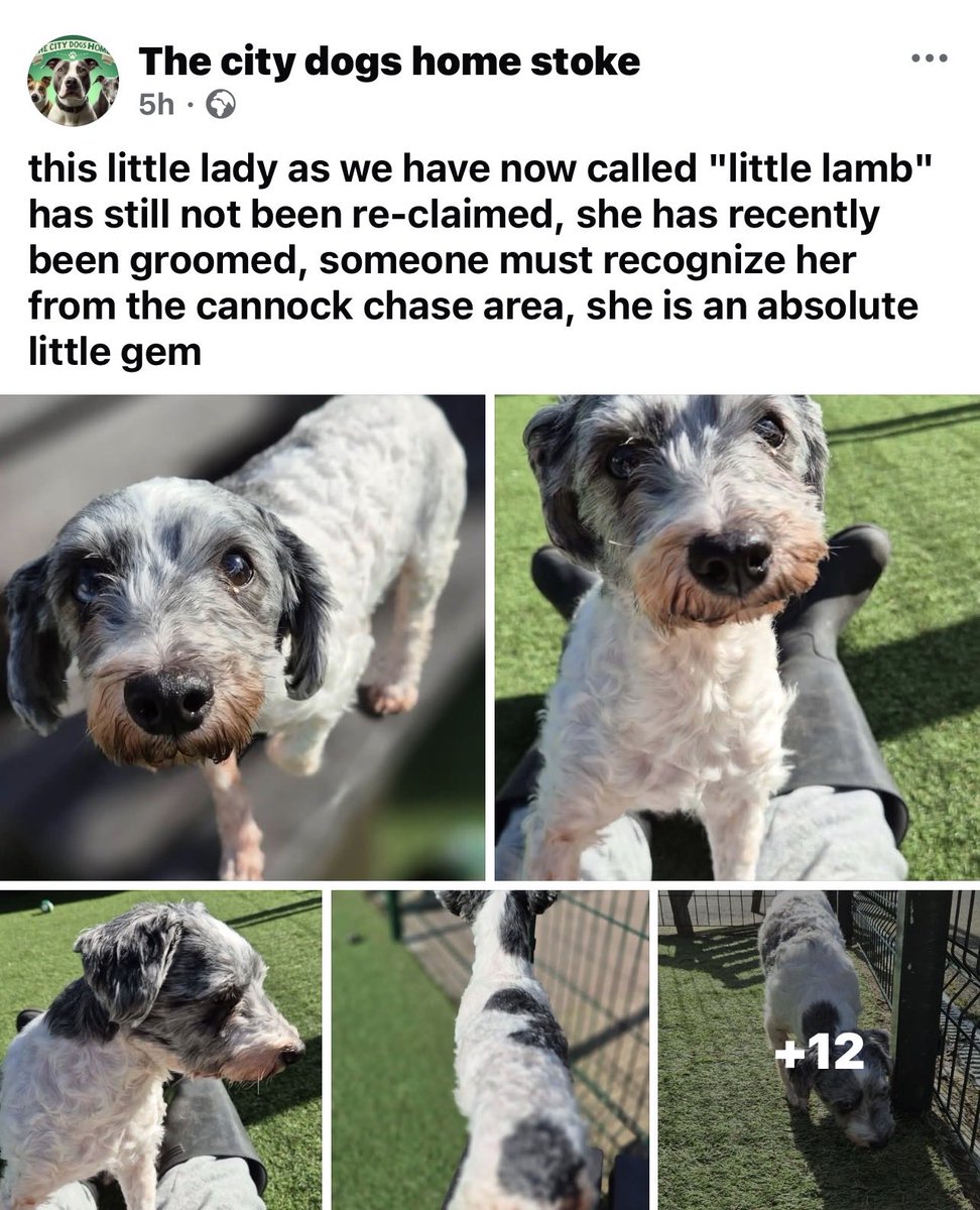 GSD Vine tweet media